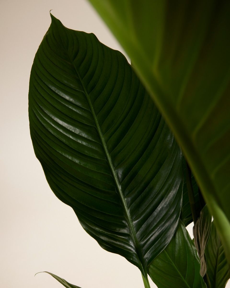 Spathiphyllum Sweet Sebastiano