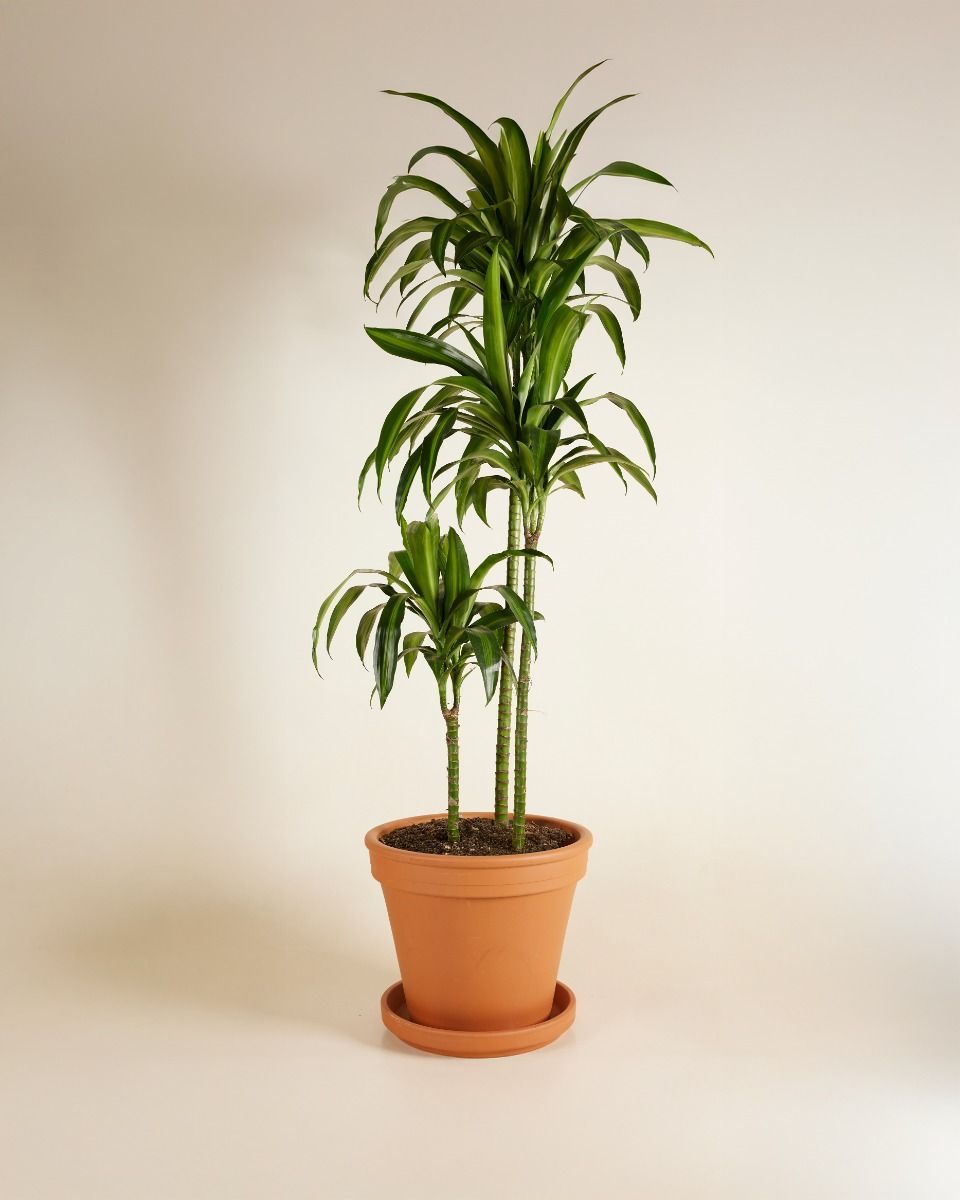 Dracaena Dragon Tree Hawaiian Sunshine
