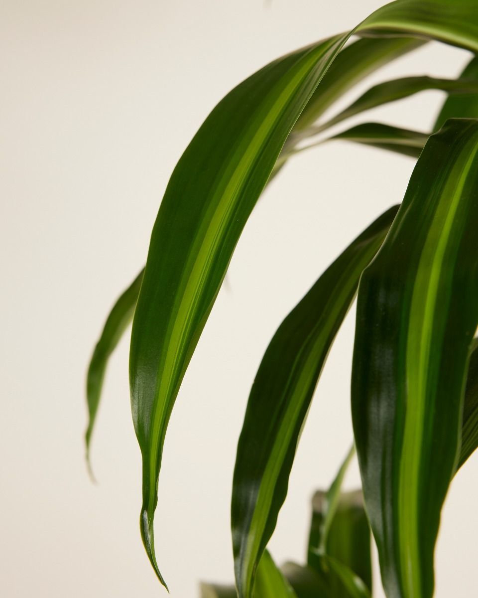 Dracaena Dragon Tree Hawaiian Sunshine