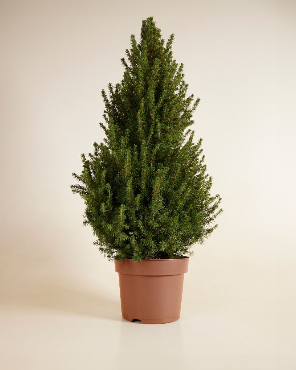 Picea Glauca 'December'