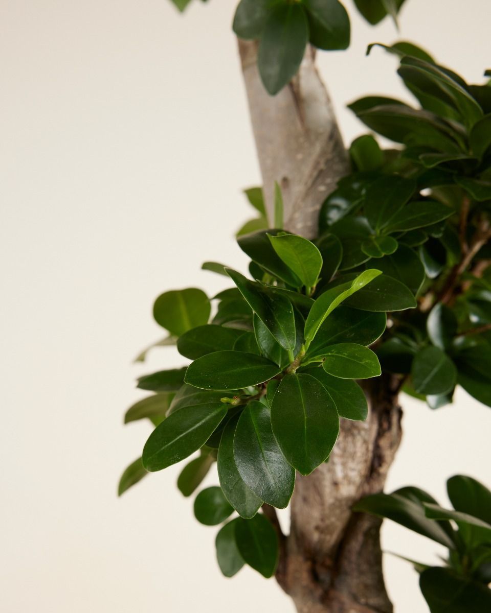Ficus Ginseng-Feige  Ginseng