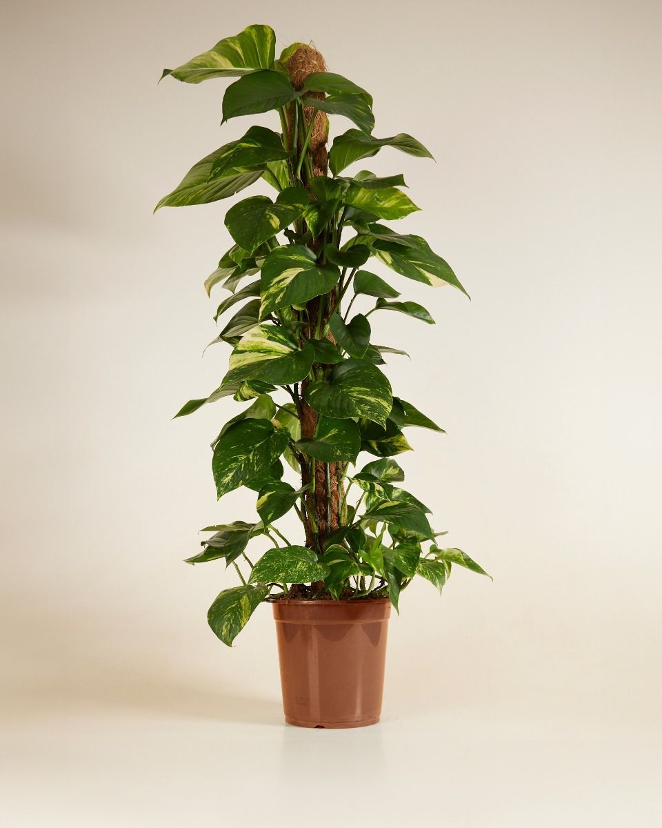 Scindapsus Efeutute Aureum