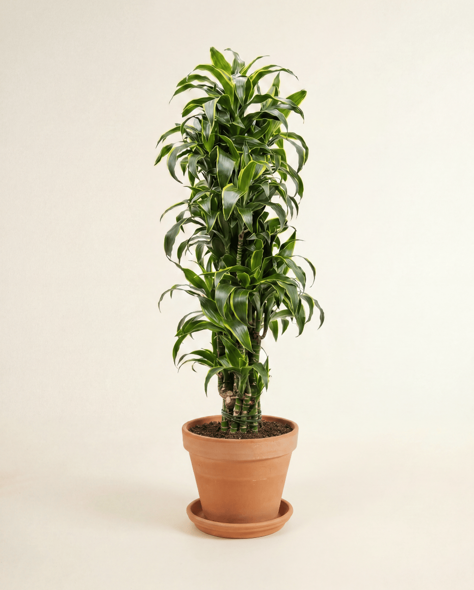 Dracaena Drakenbloedboom Dorado