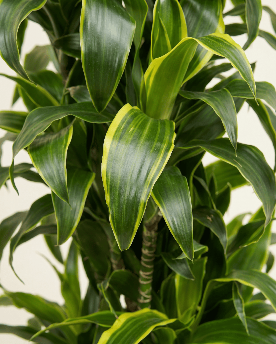 Dracaena Drakenbloedboom Dorado
