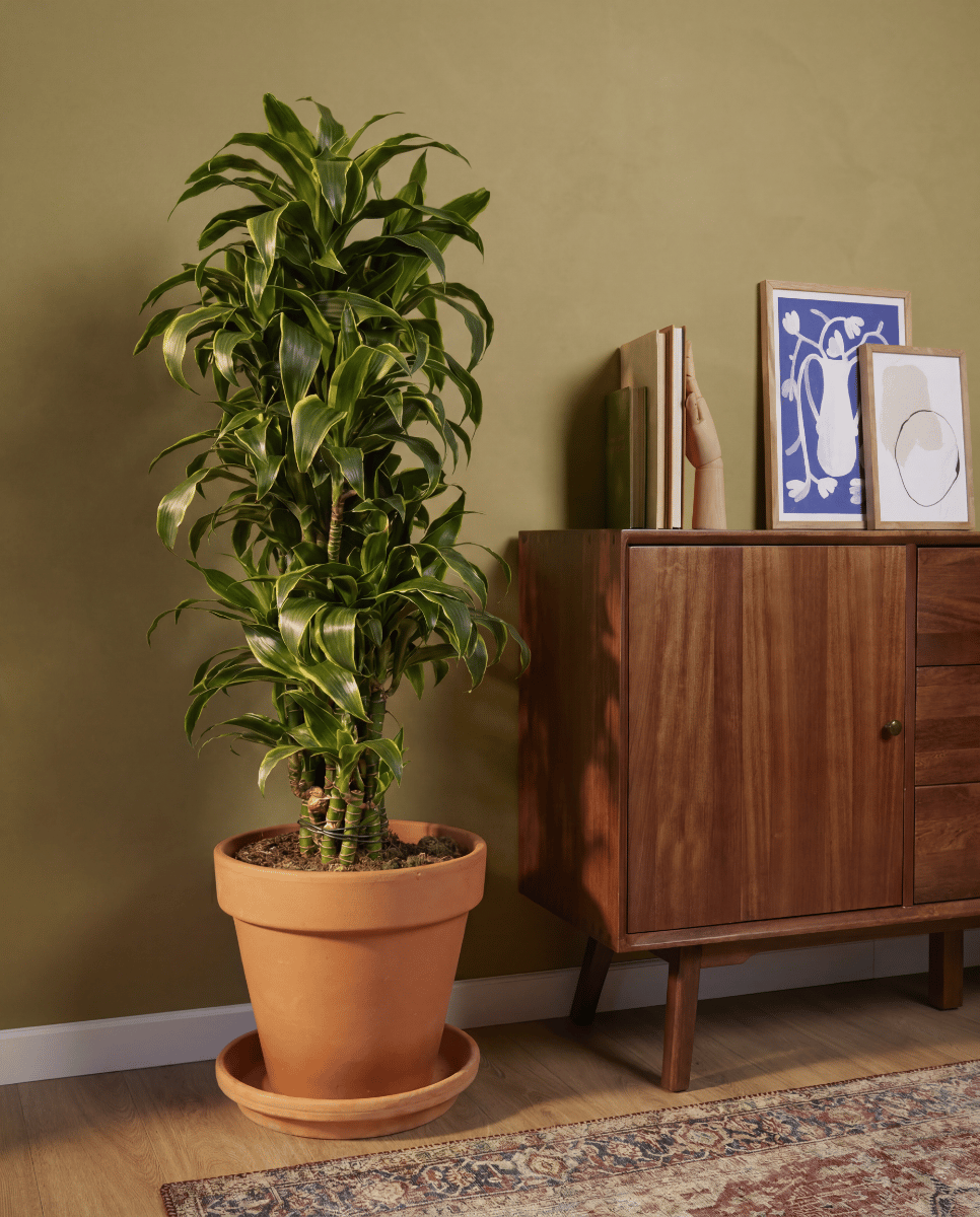 Dracaena Drakenbloedboom Dorado