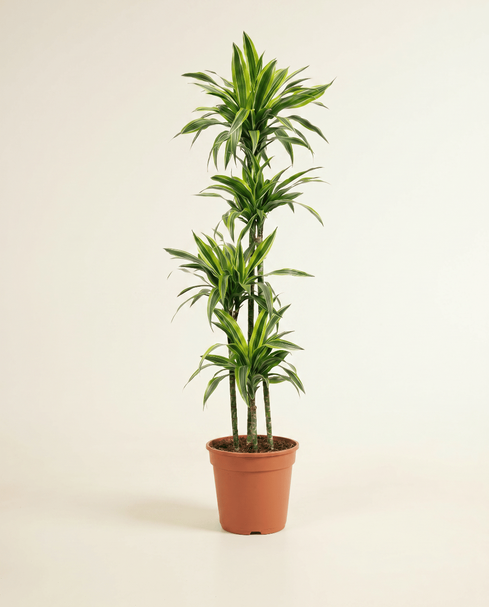 Dracaena Drakenbloedboom Lemon Lime