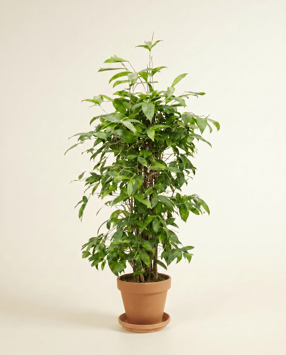 Dracaena Drakenbloedboom Surculosa
