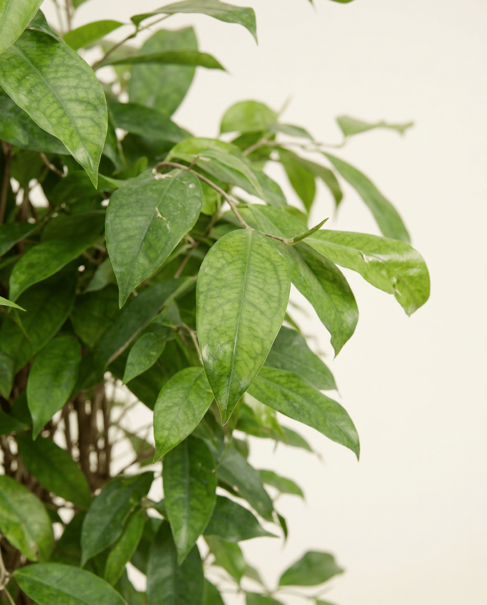 Dracaena Drakenbloedboom Surculosa