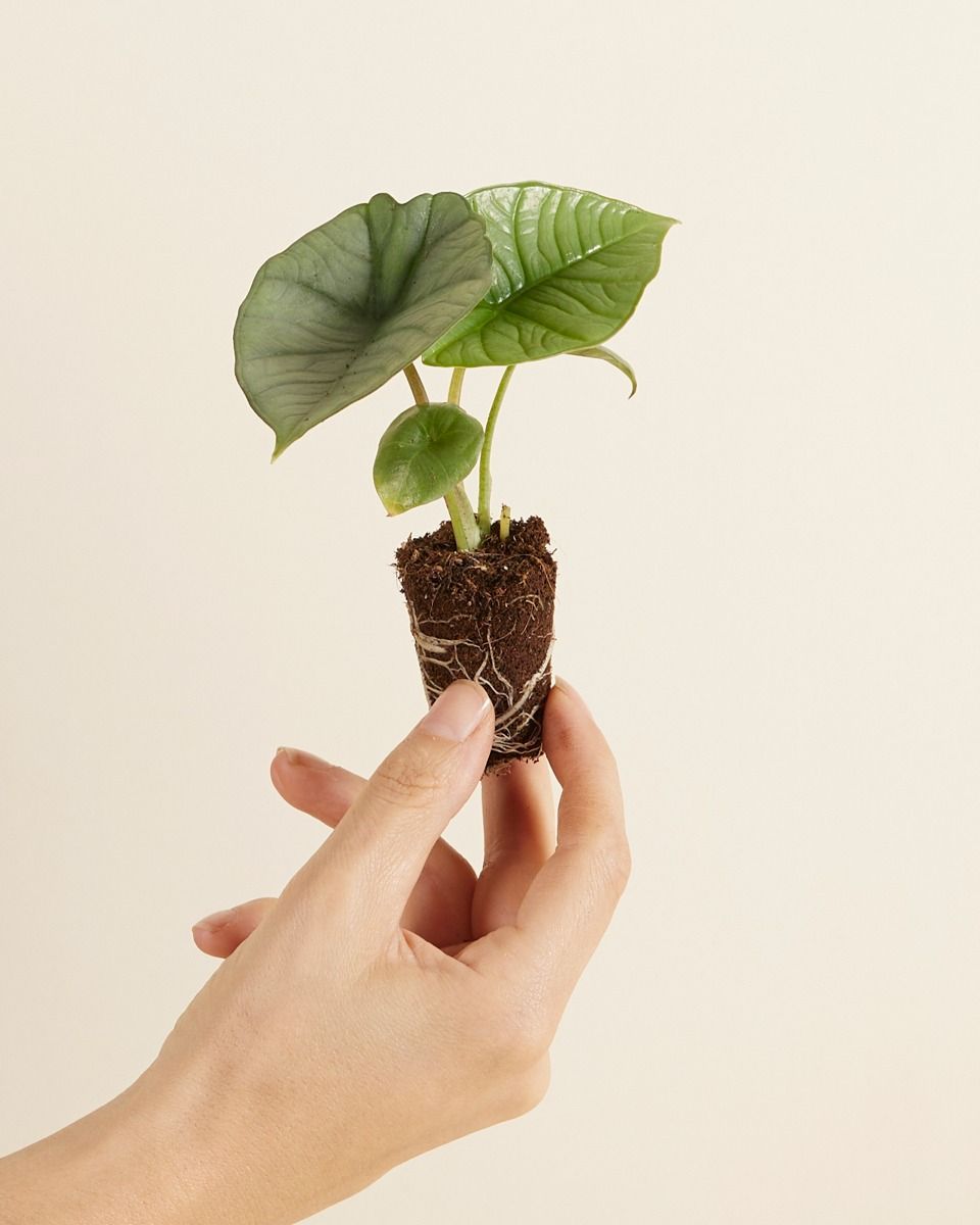Bébé Alocasia Oreille d'éléphant Platinum