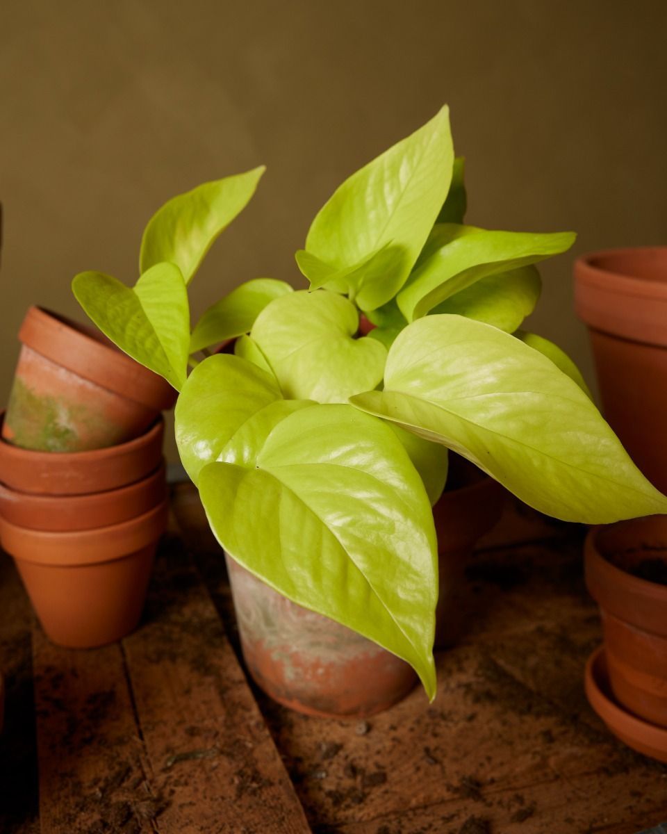 Epipremnum Neon