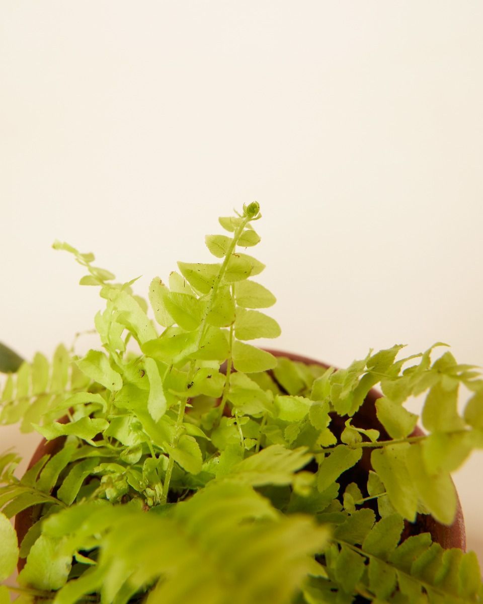 Air Purifying Set