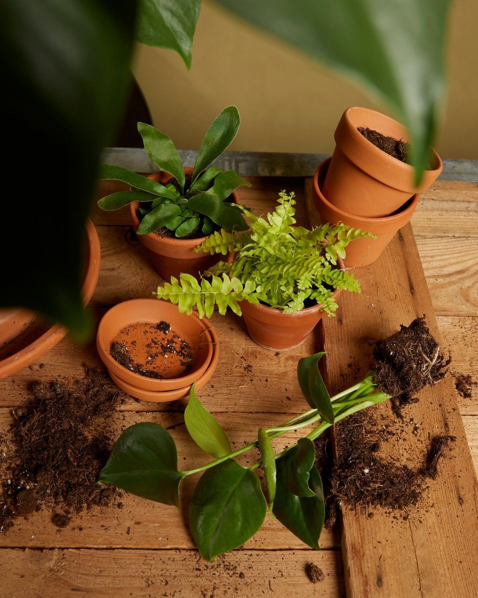 Air Purifying Set