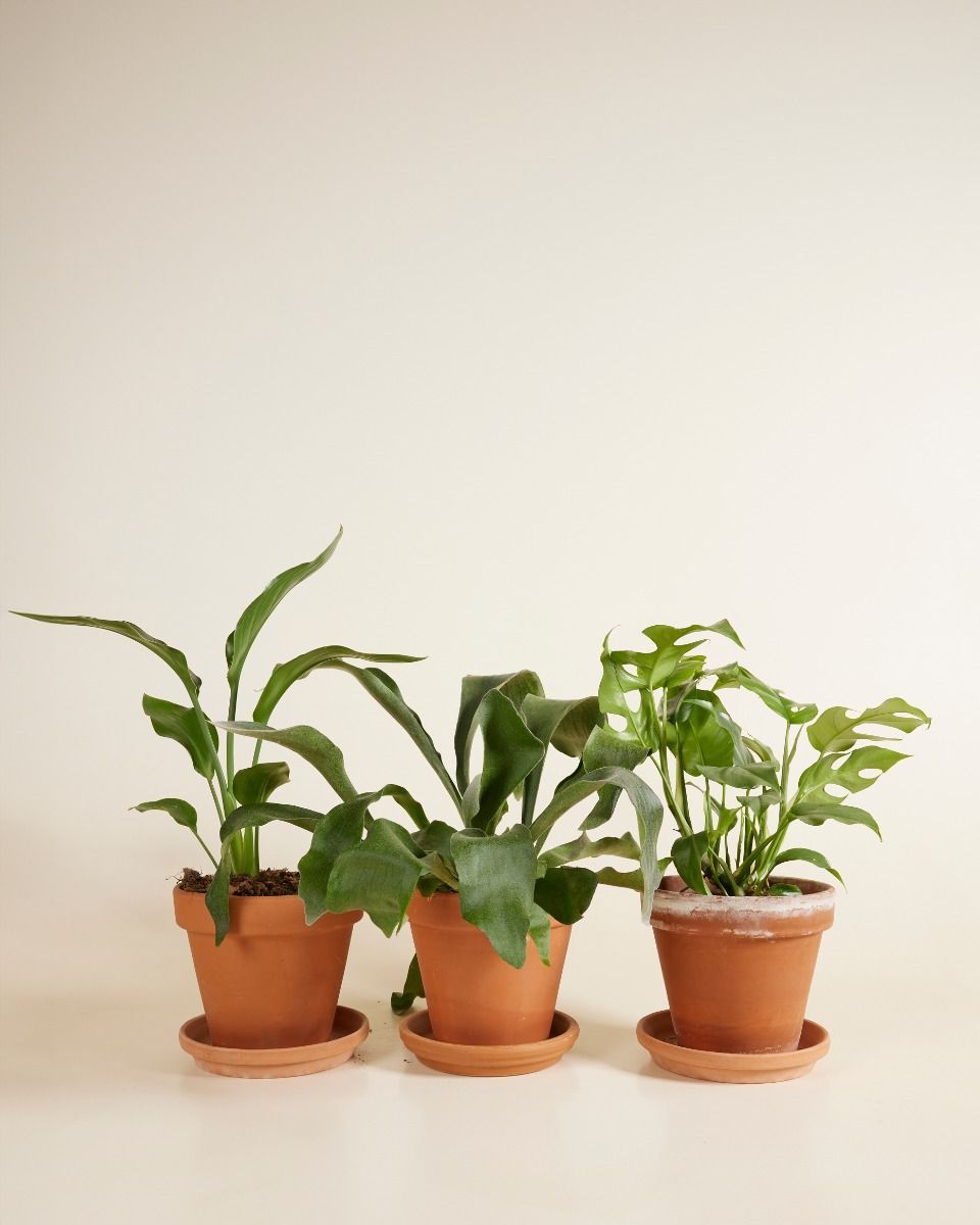 Air Purifying Set M