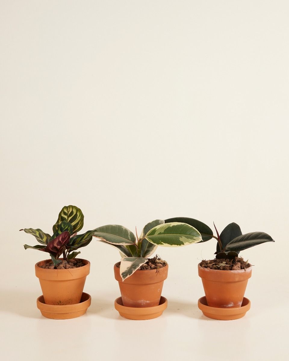Easy Care Set S