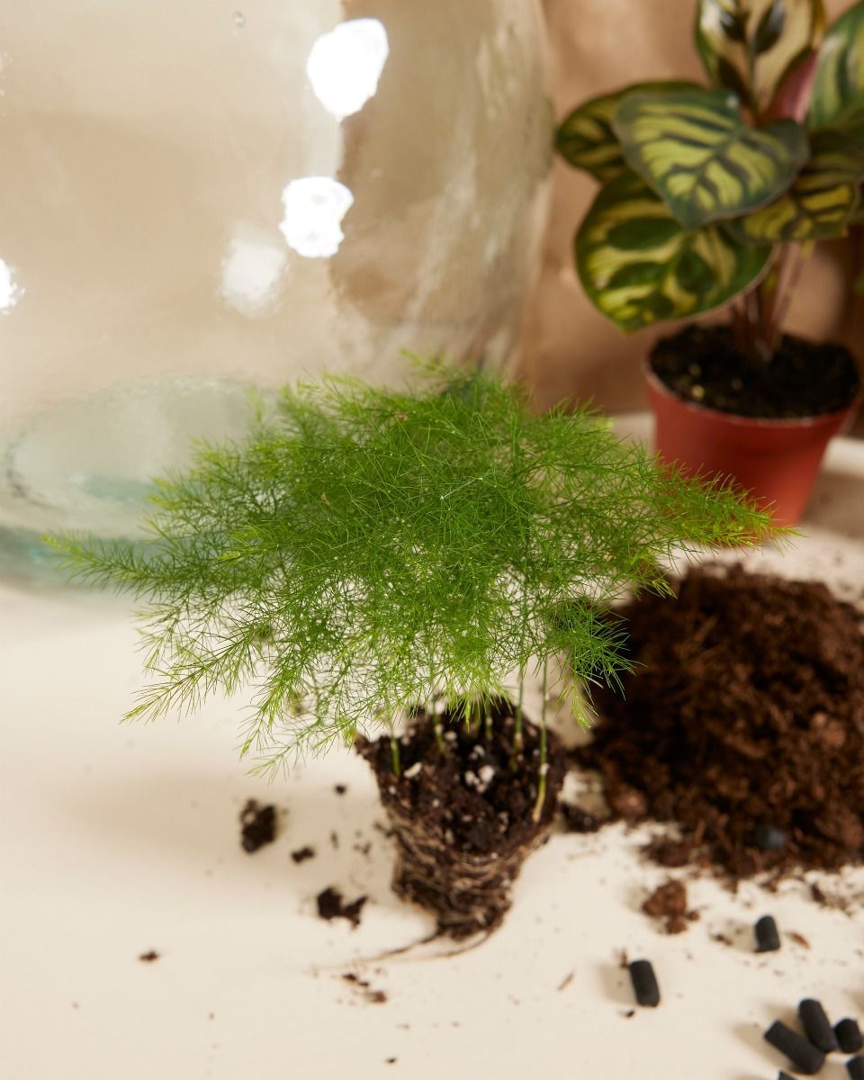 Olly Terrarium Large Starter Kit
