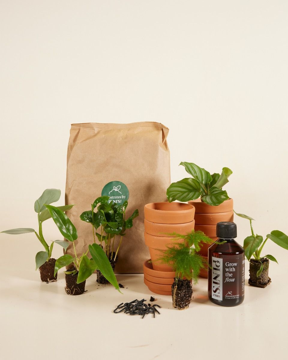 Planthobby Starterkit 6 Plants Productset