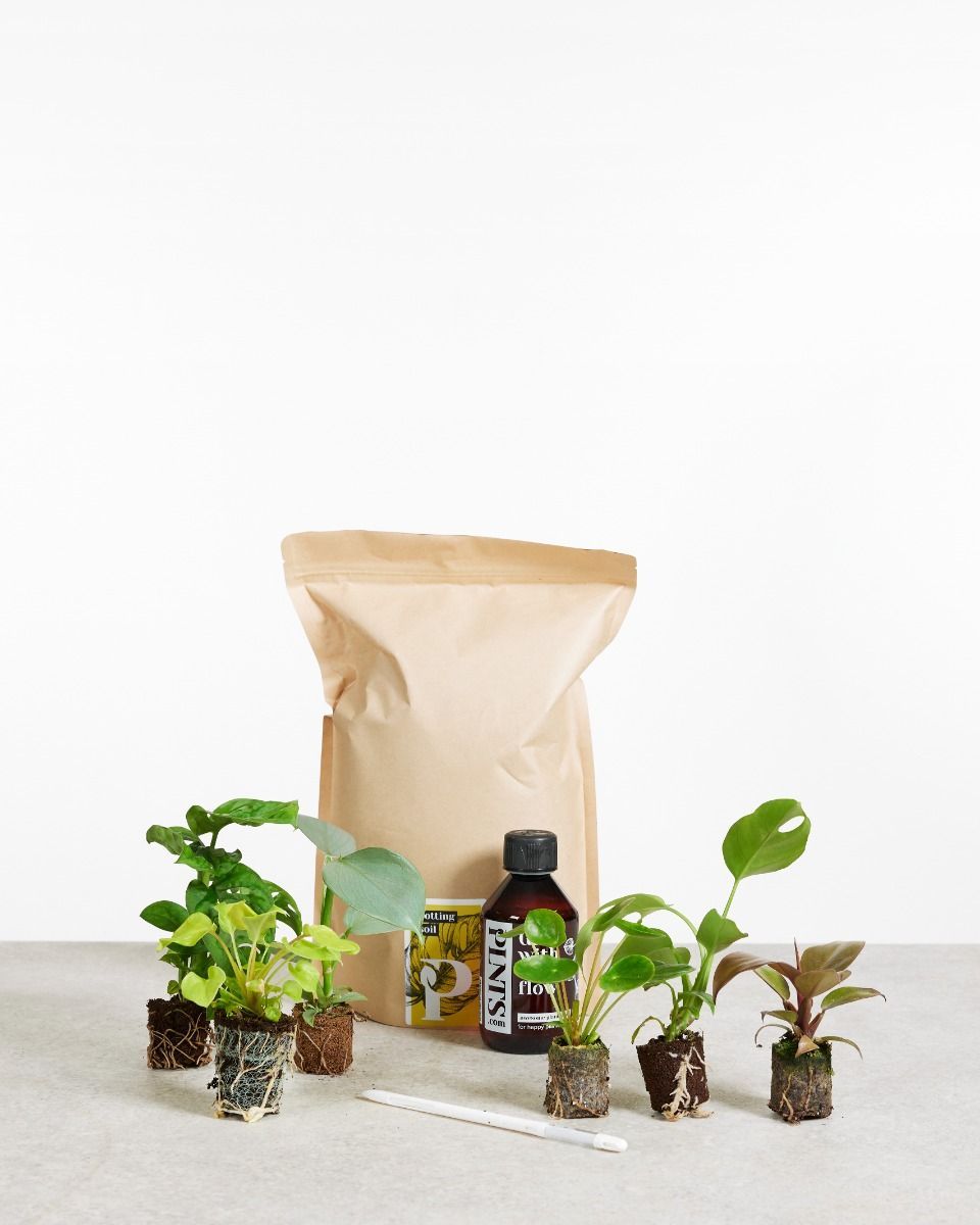 Easy Care Set 6 Pflanzen Productset