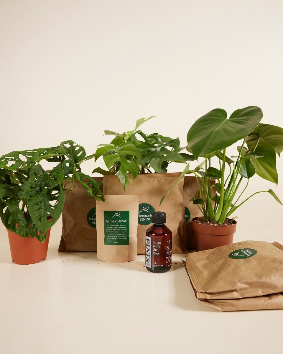 Top Monstera Stars Set Productset