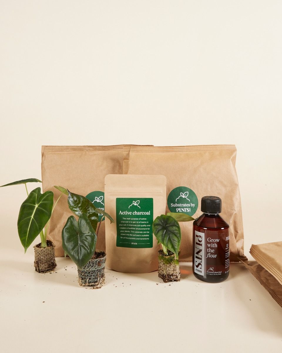 Top Alocasia Stars Set Productset
