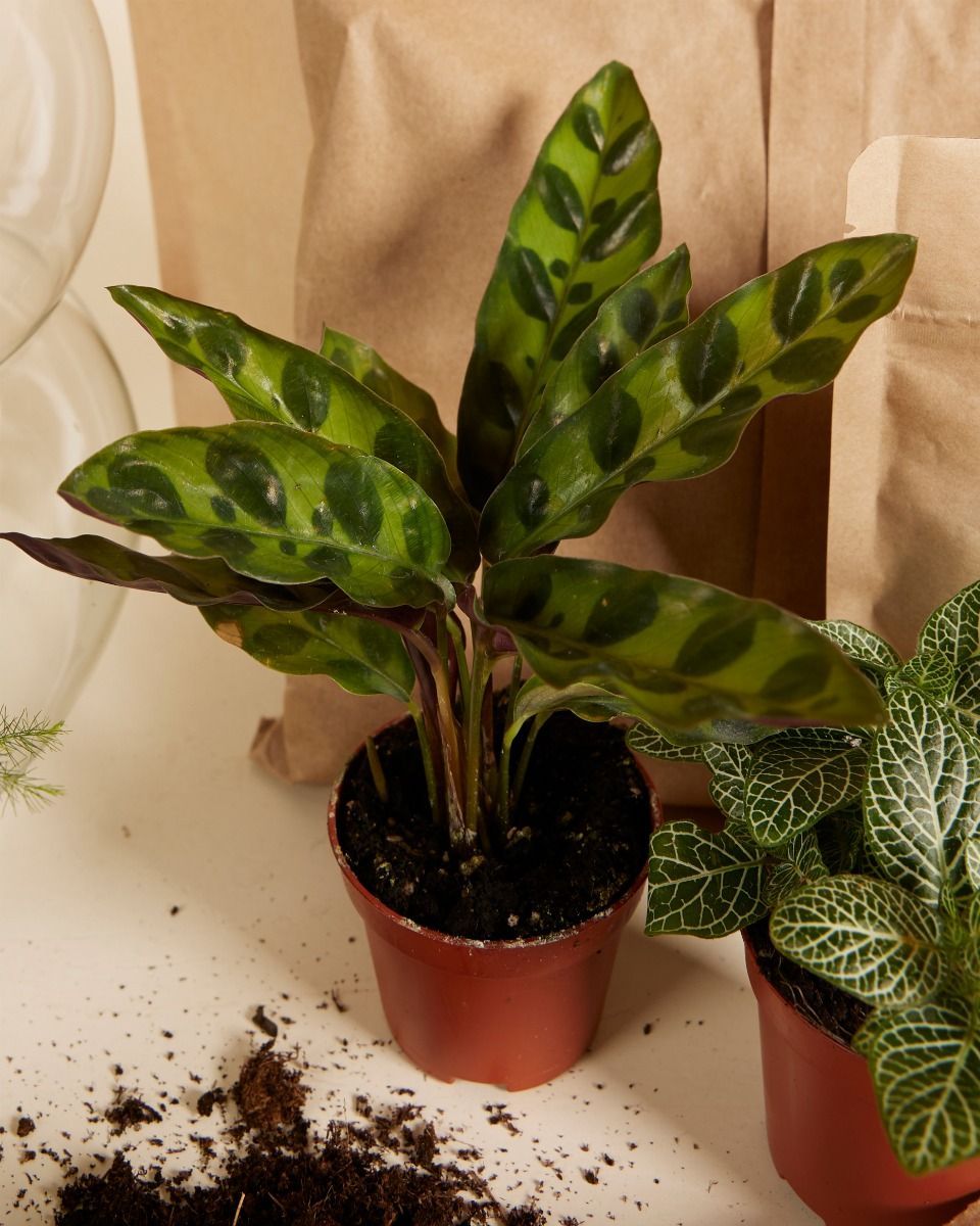 Kit de démarrage Bello Terrarium Medium productset