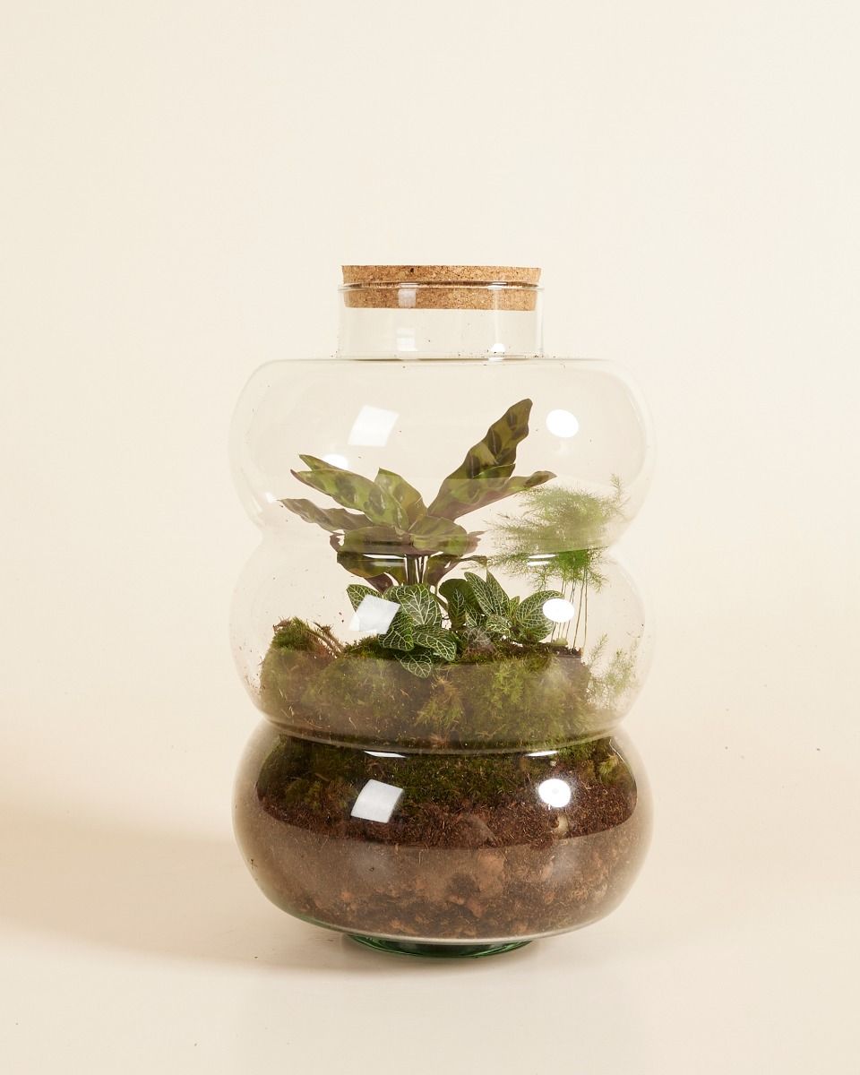 Kit de démarrage Bello Terrarium Medium productset