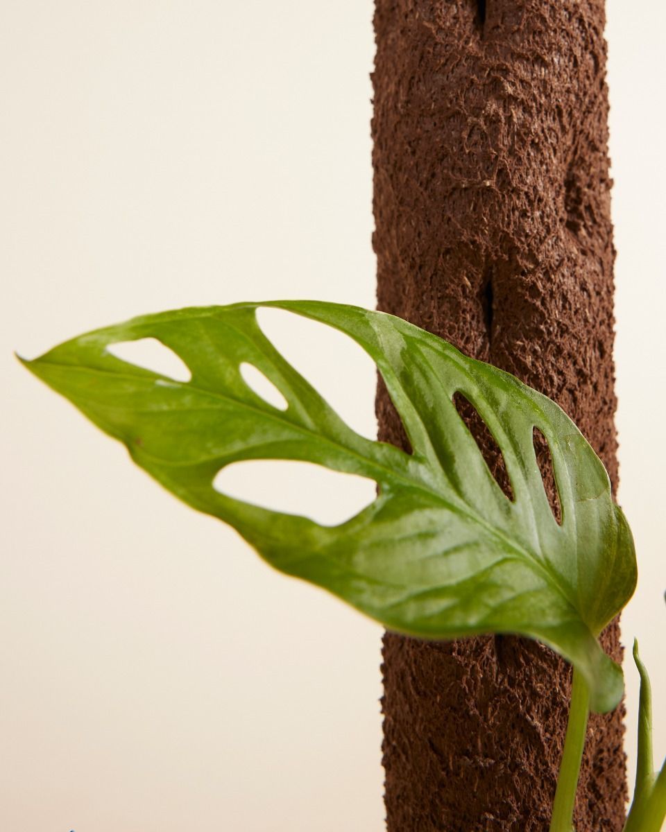 Kratiste Biodegradable Climbing Pole  50 cm incl. 15 clips & connector