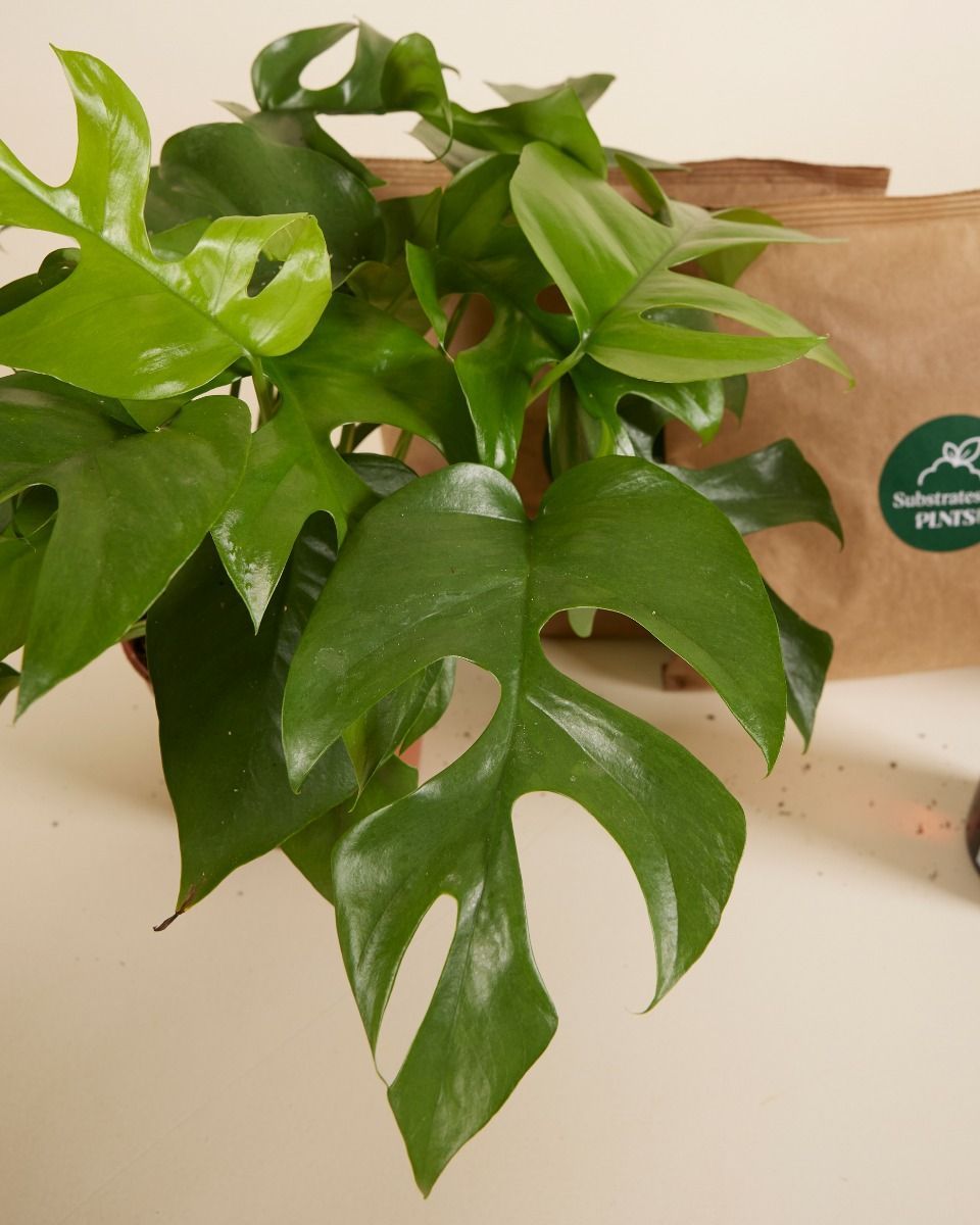 Top Monstera Stars Set Productset