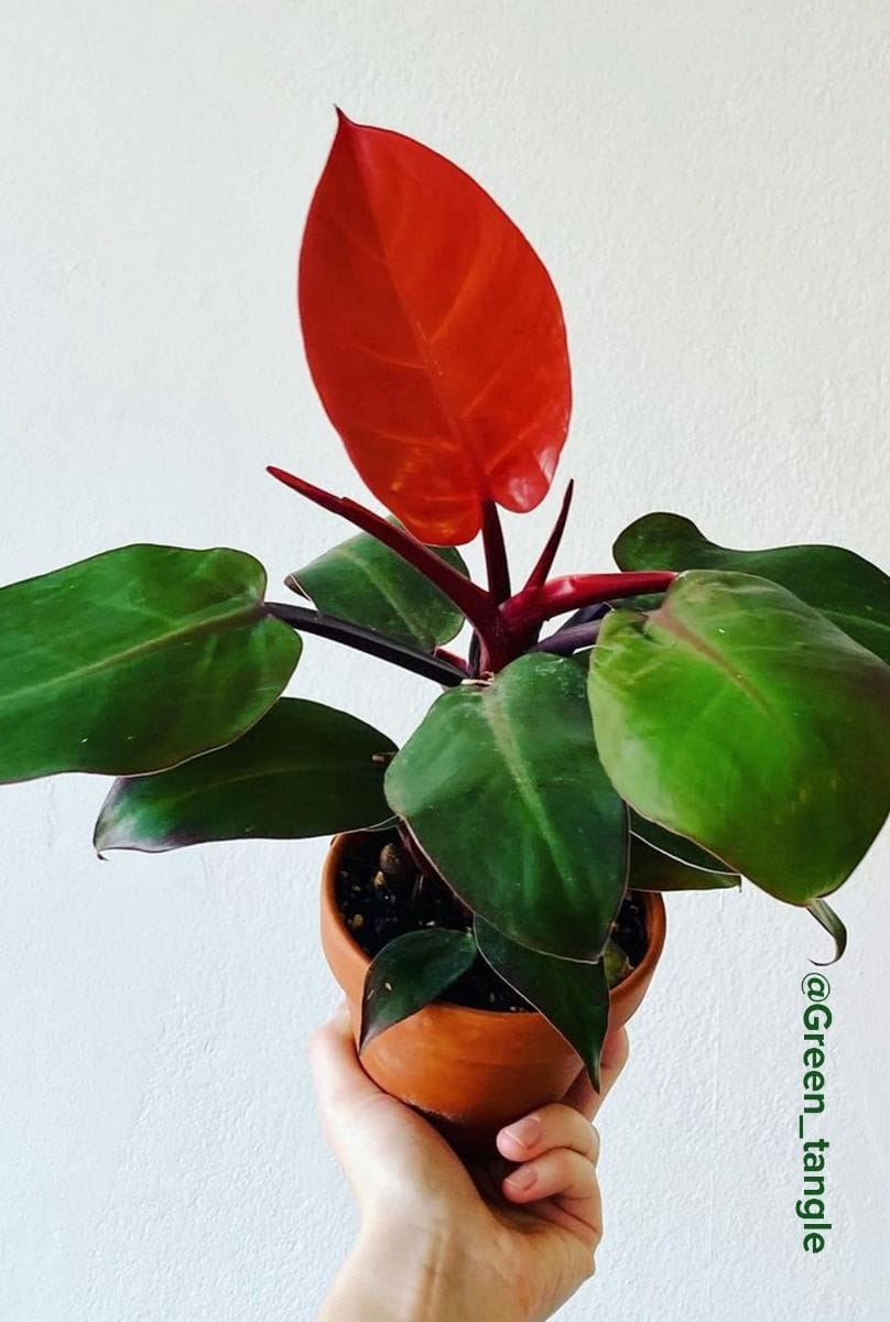 Philodendron McColley's Finale