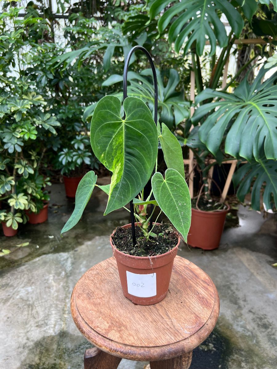 Anthurium #002 - Queremalense variegata