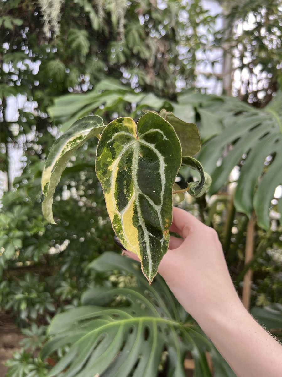 Baby Anthurium #003 - Crystallinium variegata