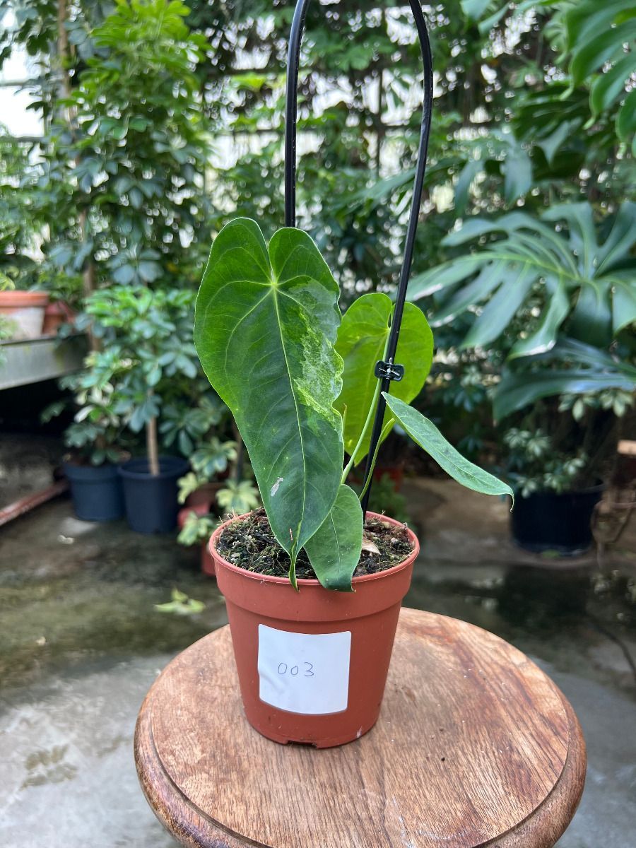 Anthurium #003 - Queremalense variegata