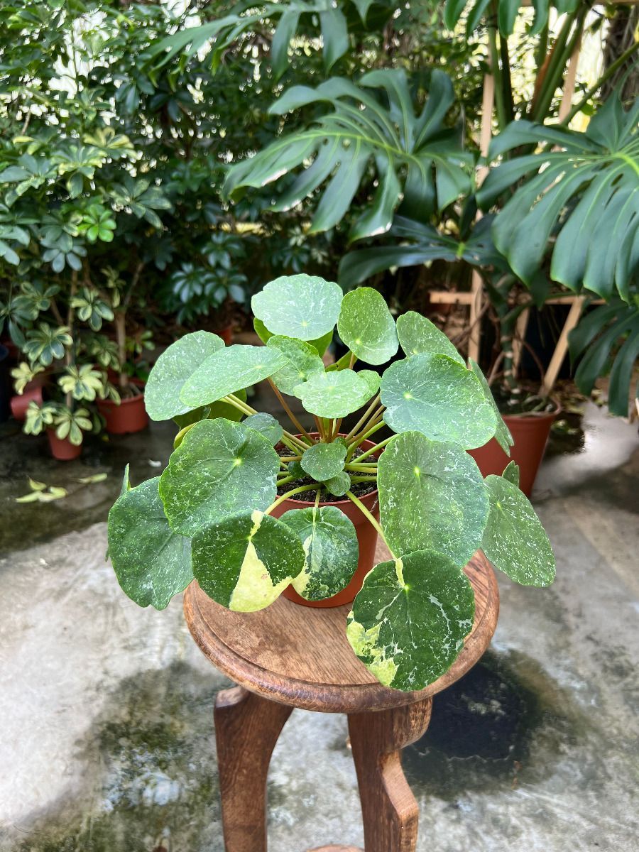 Pilea #004 - Sugar Variegata