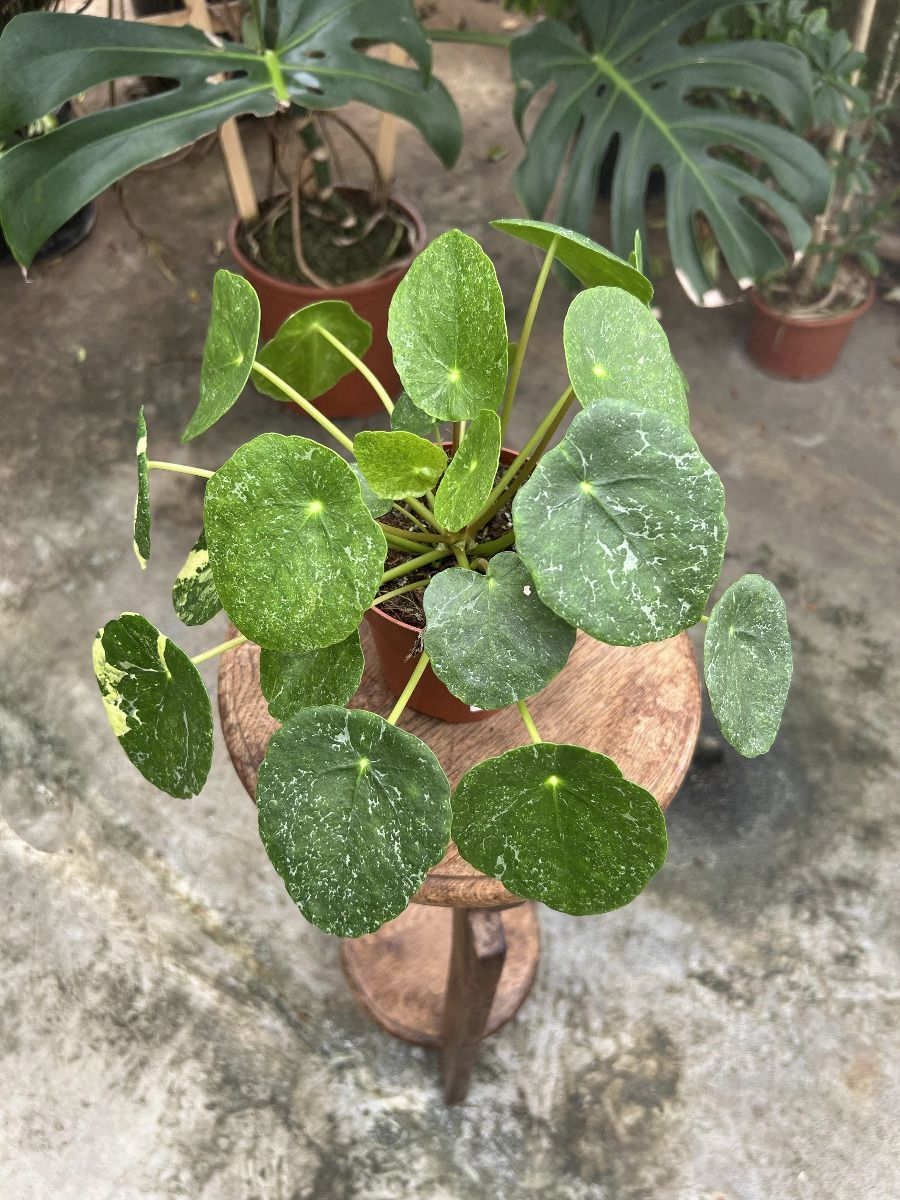 Pilea #004 - Sugar Variegata