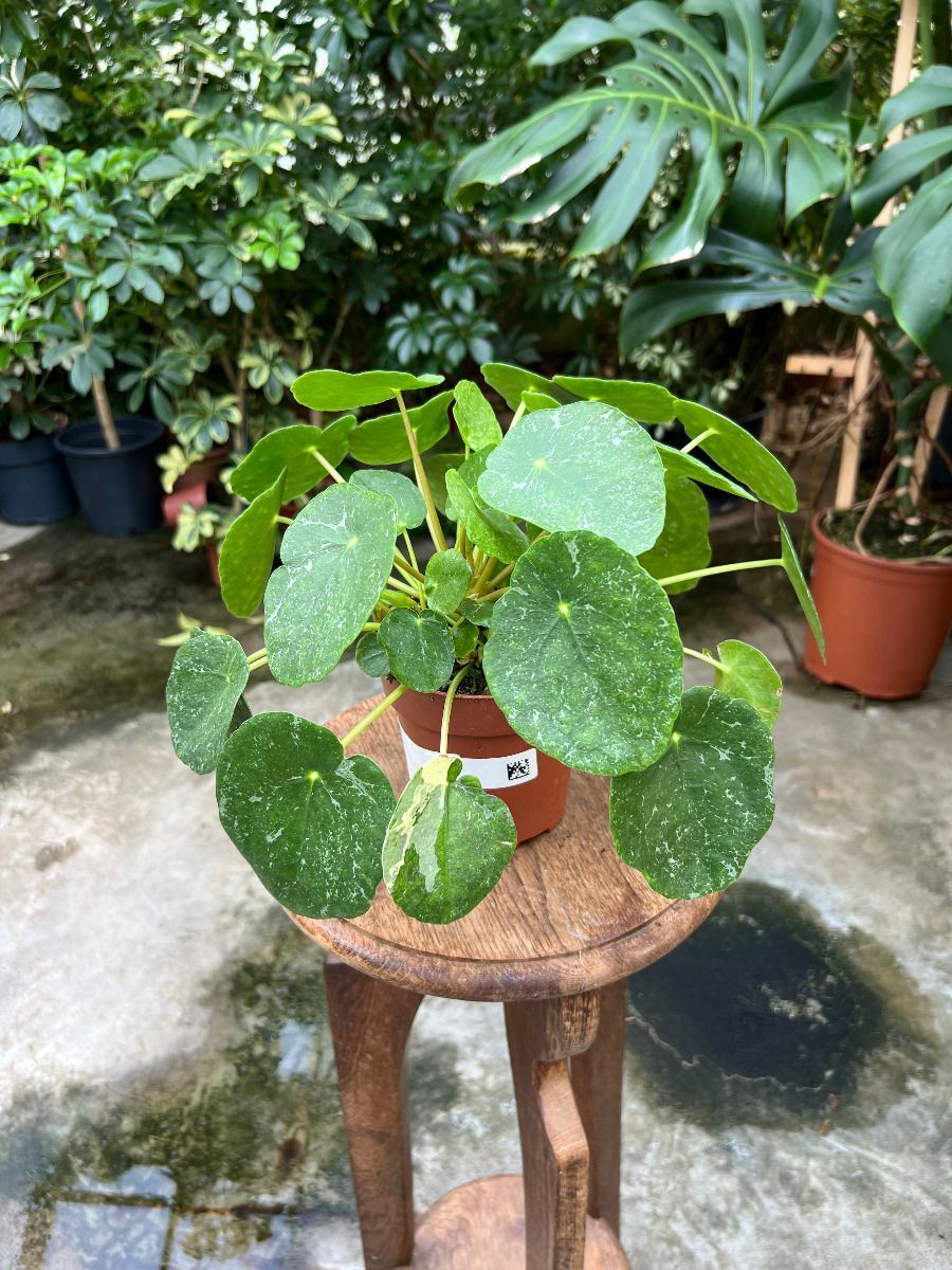 Pilea #005 - Sugar Variegata
