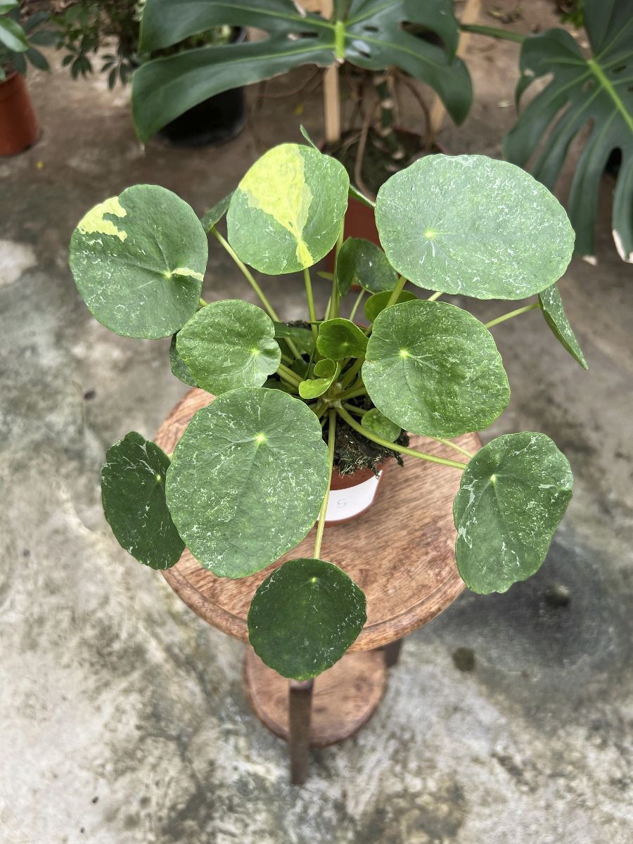 Pilea #005 - Sugar Variegata