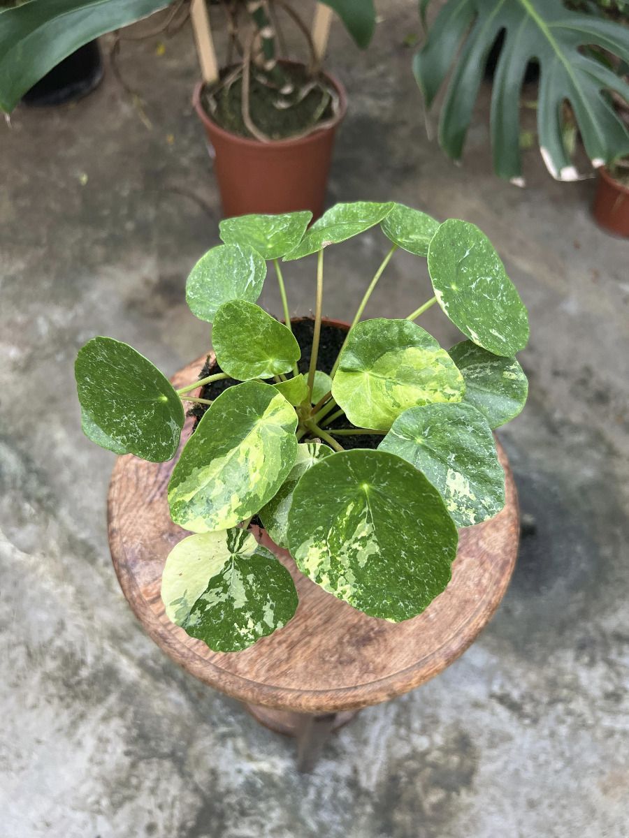Pilea #006 - Sugar Variegata