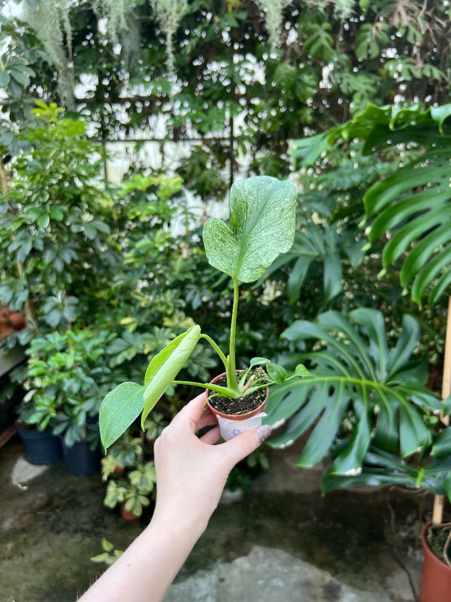 Baby Monstera #007 - Thai Constellation NoID (S)