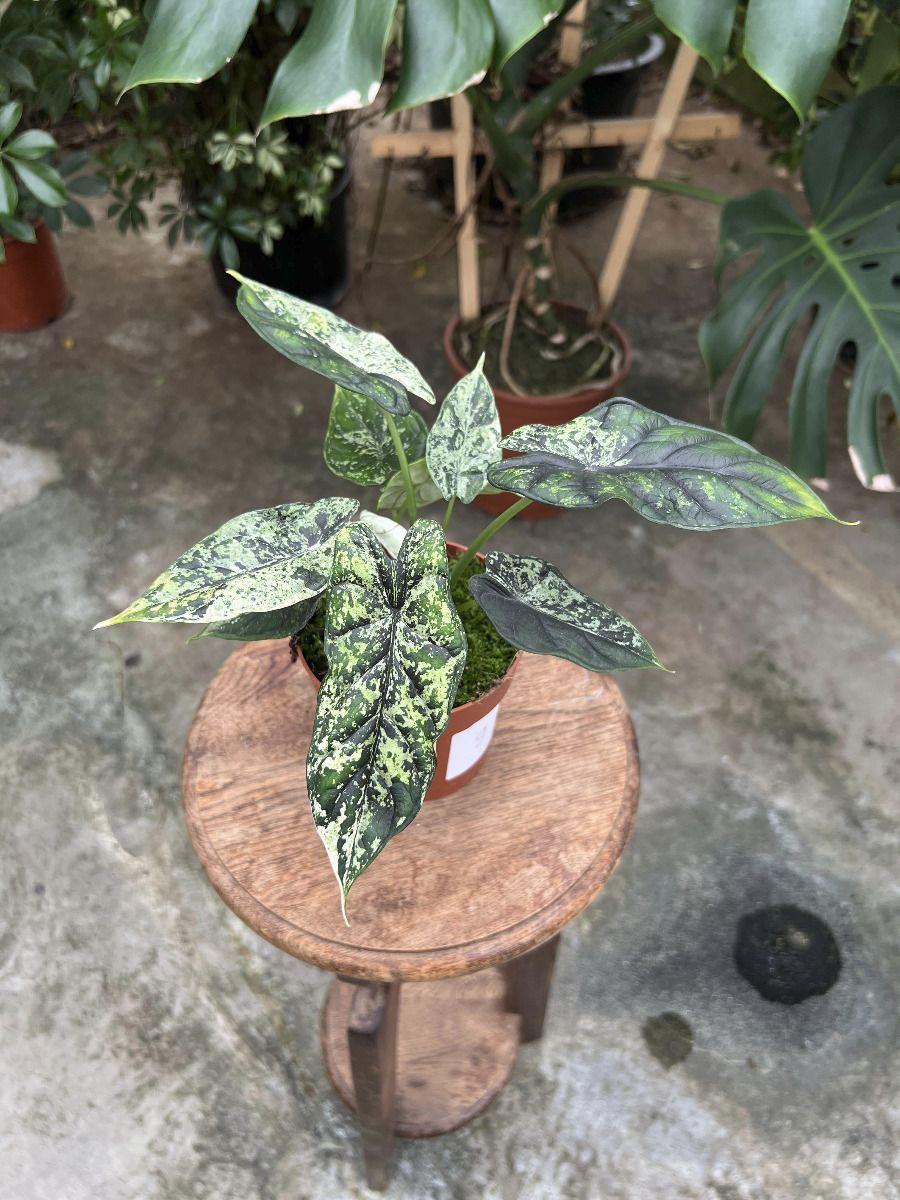 Alocasia #009 - Dragon Scale Variegata