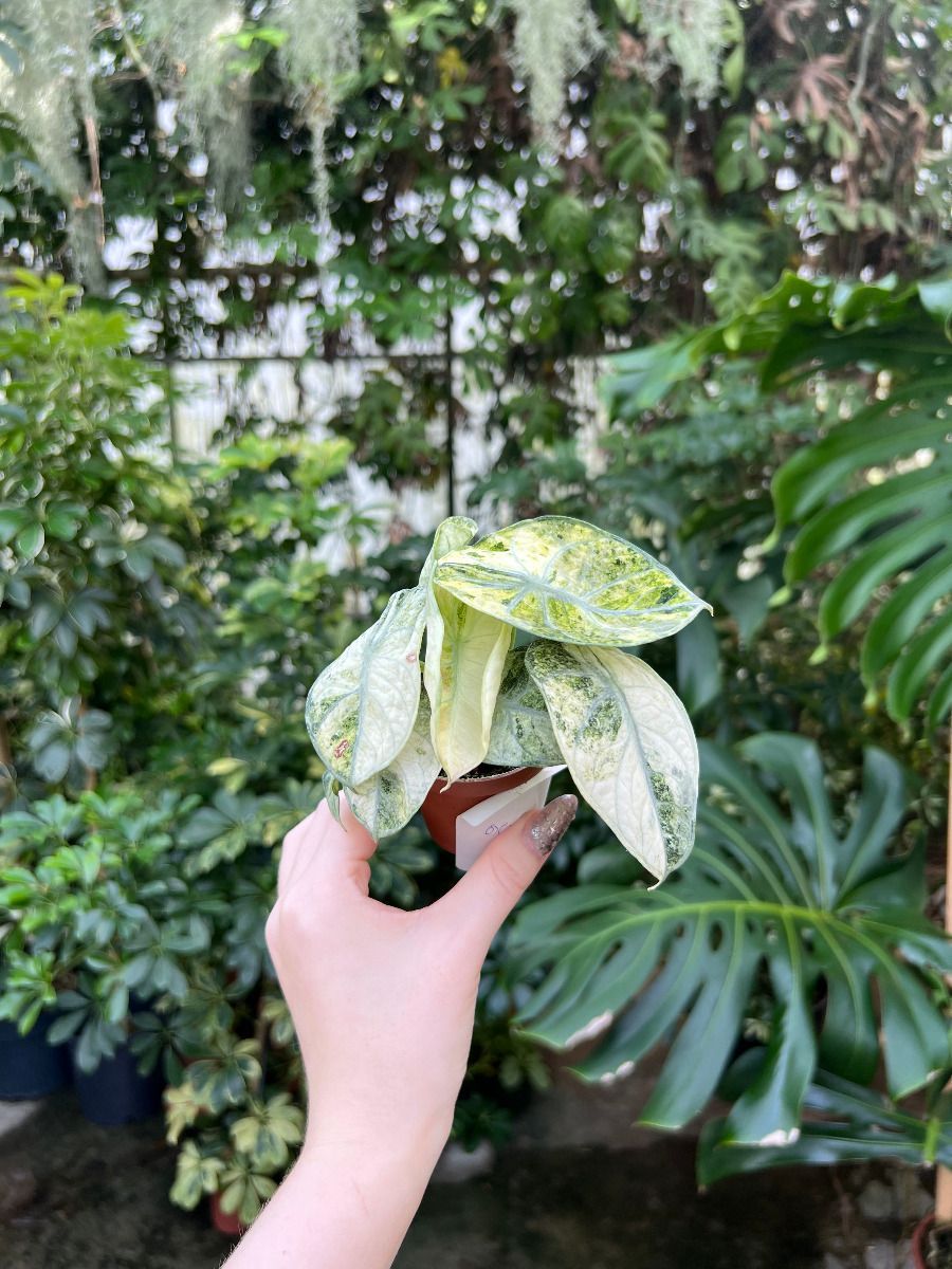 Baby Alocasia #009 - Ninja Mint