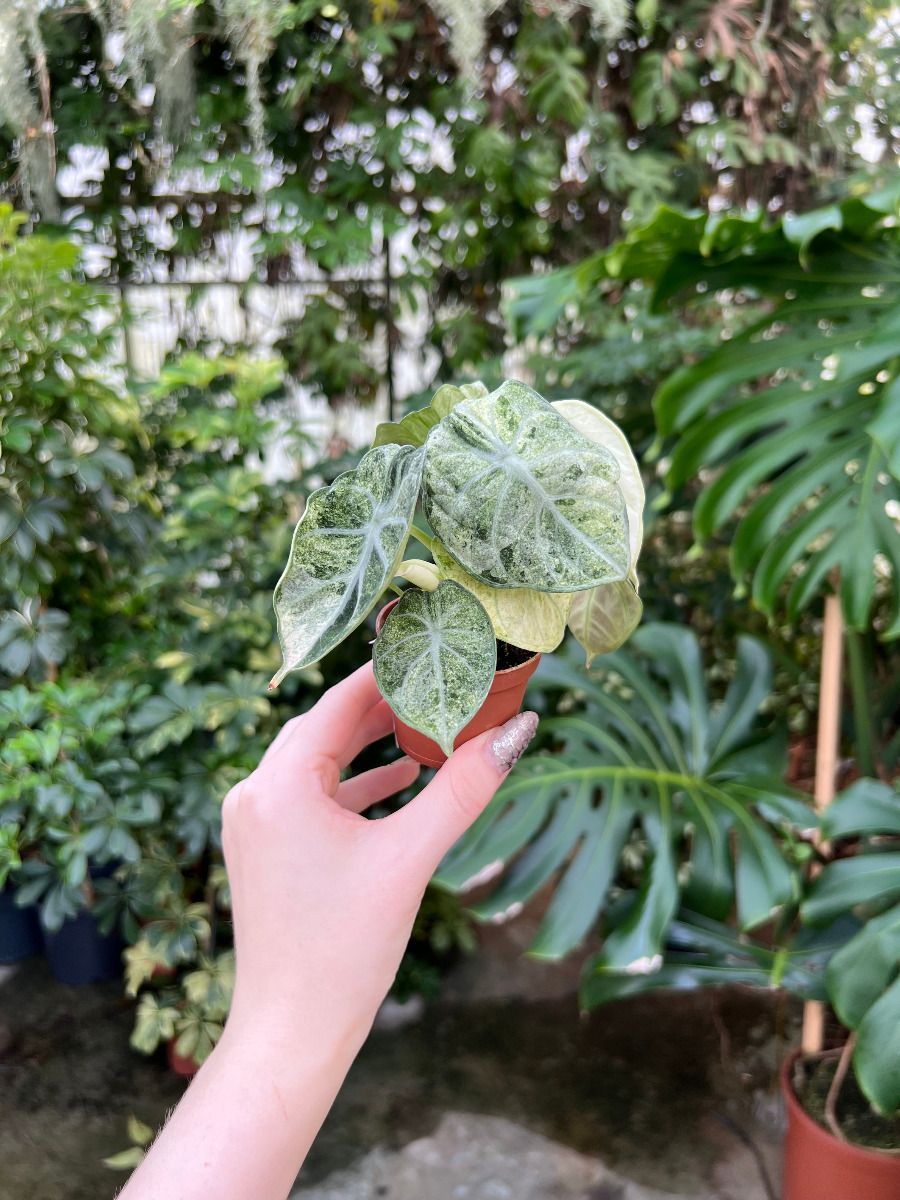 Baby Alocasia #010 - Ninja Mint