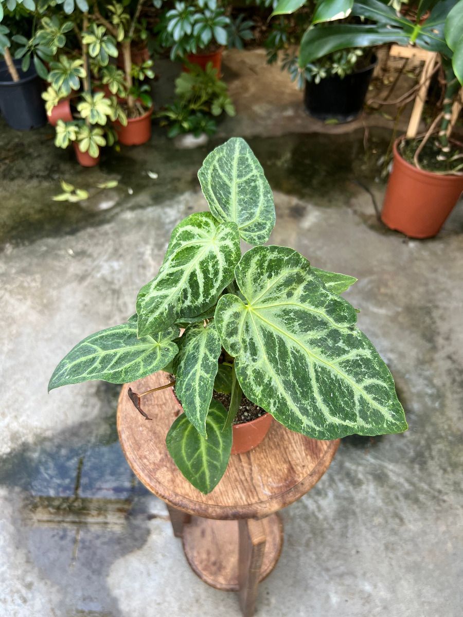 Anthurium #011 - Magnificum Variegata