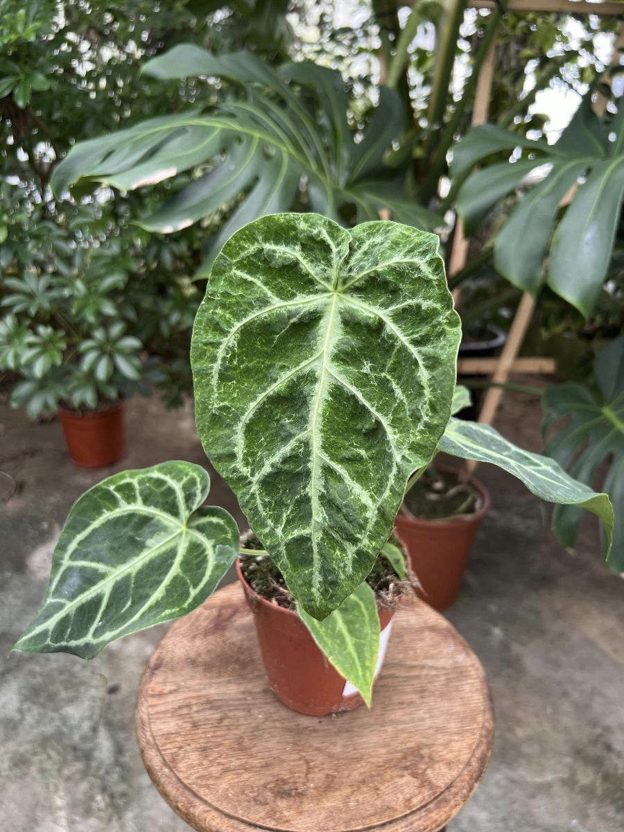 Anthurium #011 - Magnificum Variegata