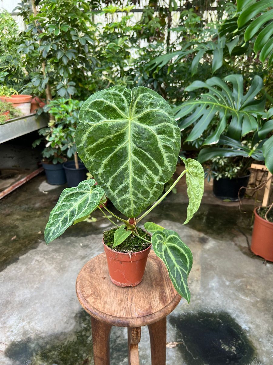 Anthurium #012 - Magnificum Variegata