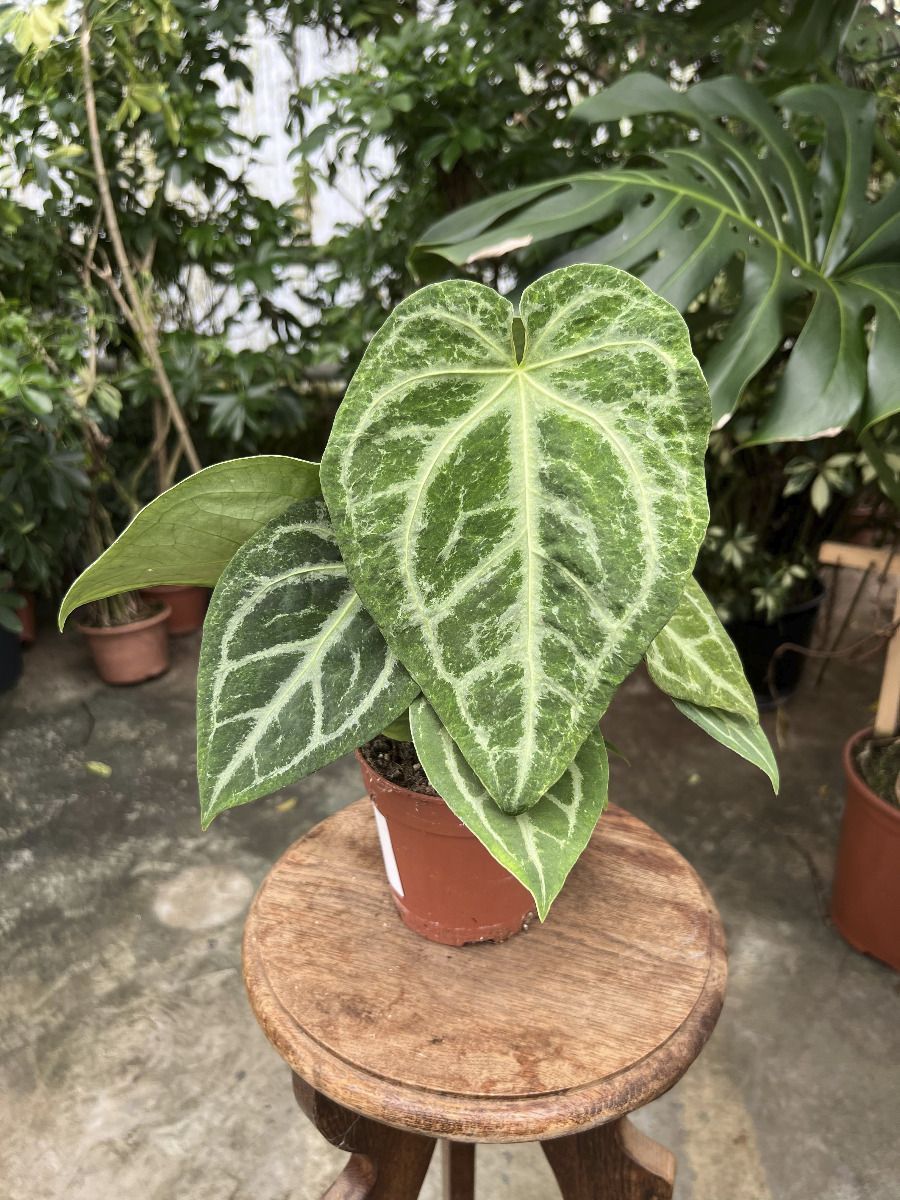 Anthurium #012 - Magnificum Variegata
