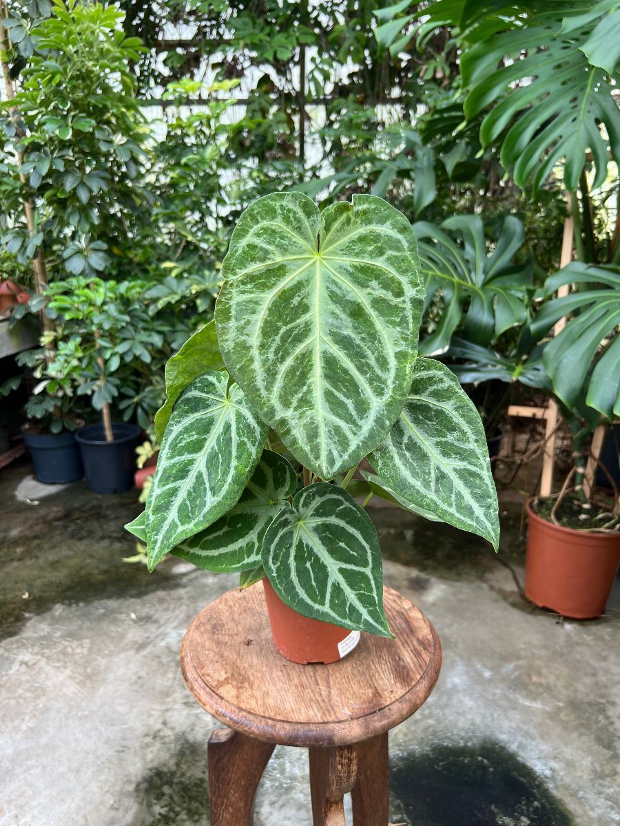 Anthurium #013 - Magnificum Variegata