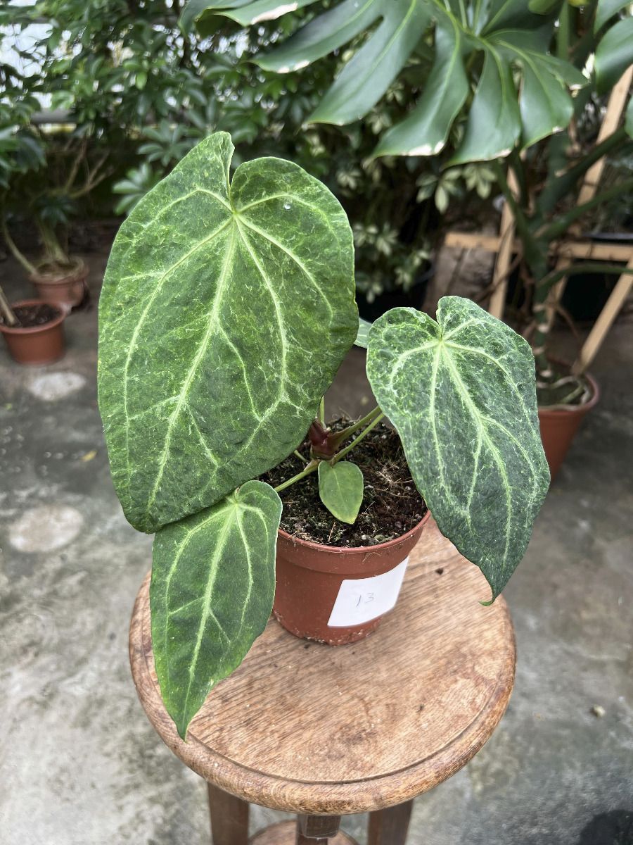 Anthurium #013 - Magnificum Variegata