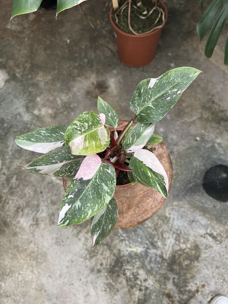 Philodendron #014 - White Princess Pink Variegata