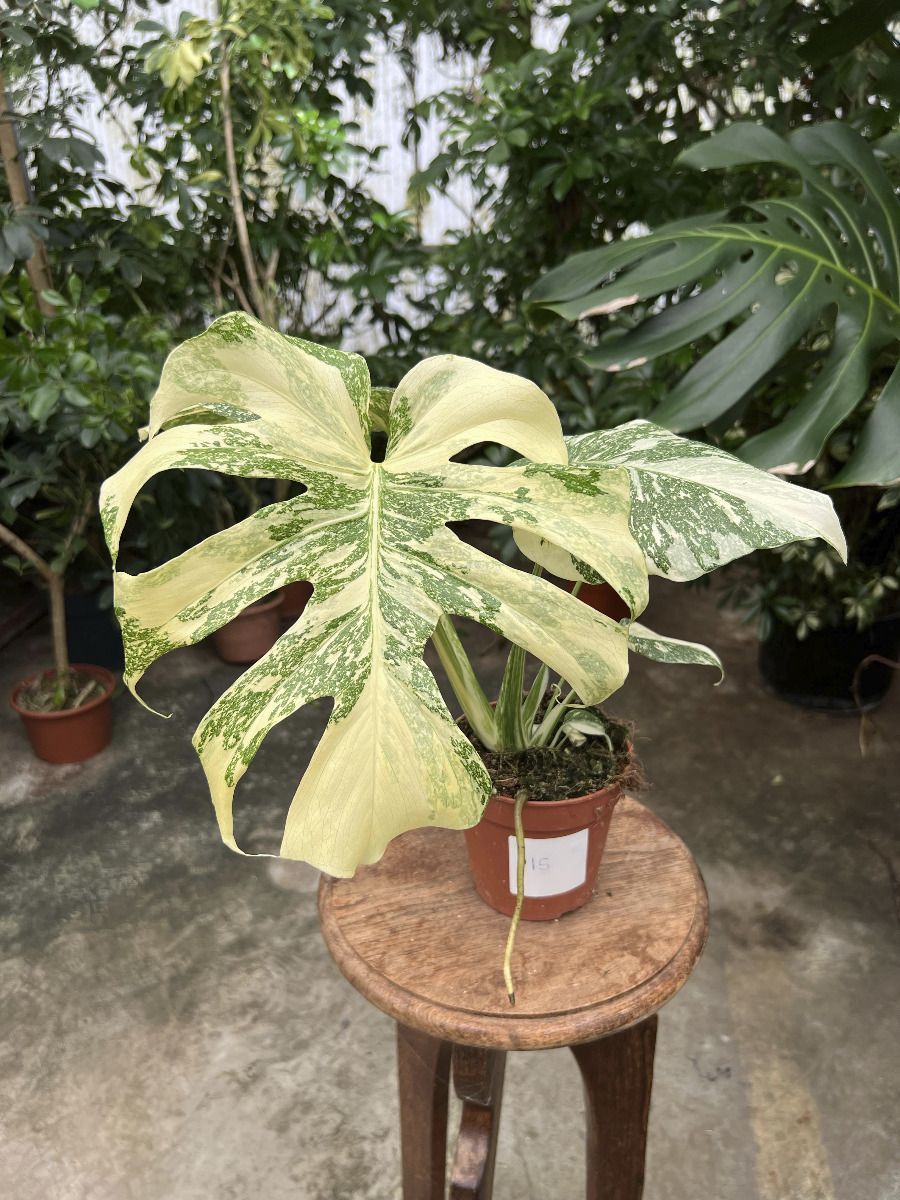 Monstera #015 - Thai Constallation Crème Brûlée