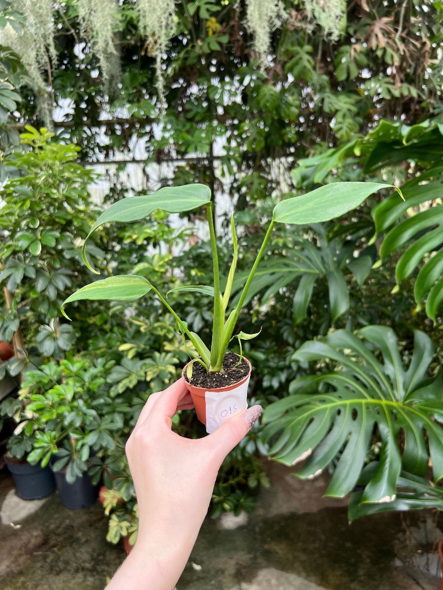 Baby Monstera #016 - Burle Marx Flame variegata (S)