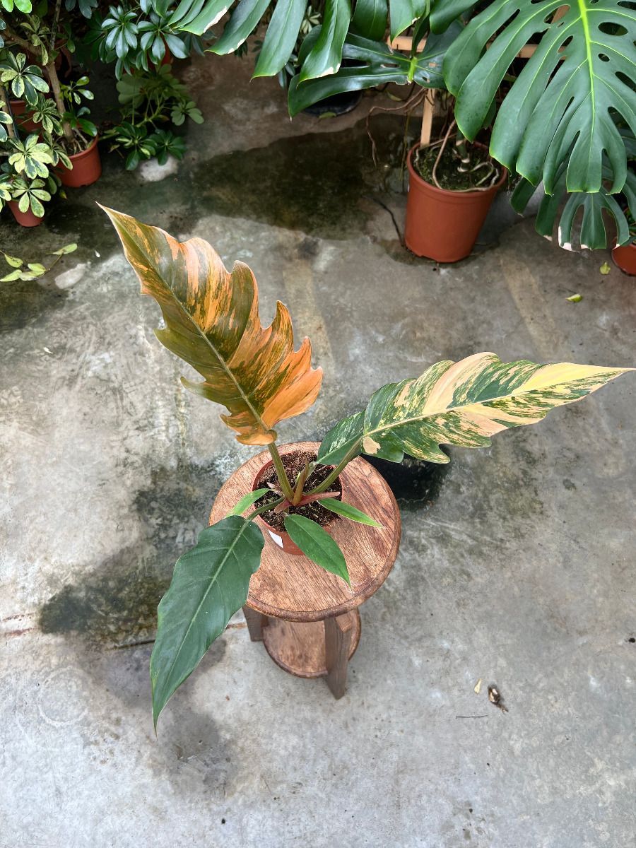 Philodendron #017 - Caramel Marble